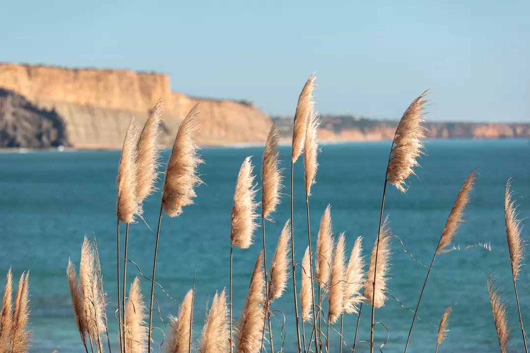 ddm-homepage-images-lagos-seaview-in-nature-720p