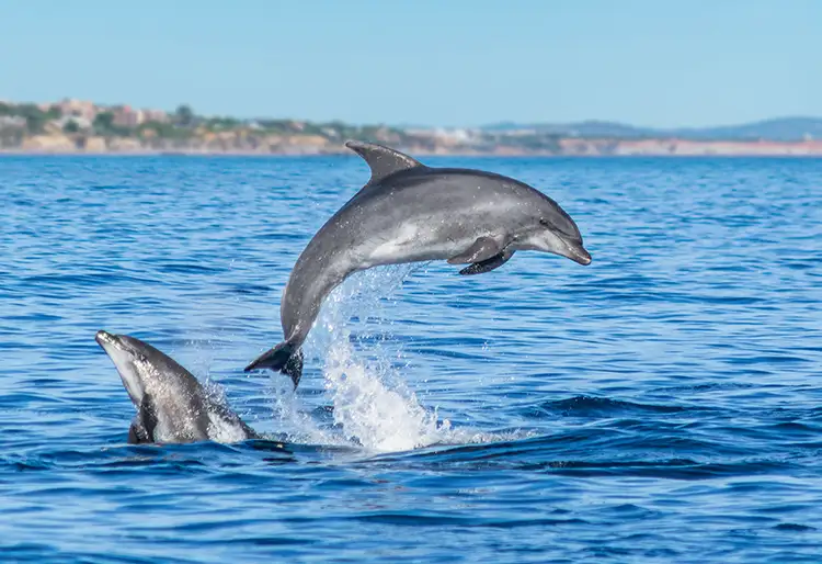 Observacao-de-Golfinhos-Algarve-Dolphin-Watching-Boat-trip-AlgarExperience-Albufeira