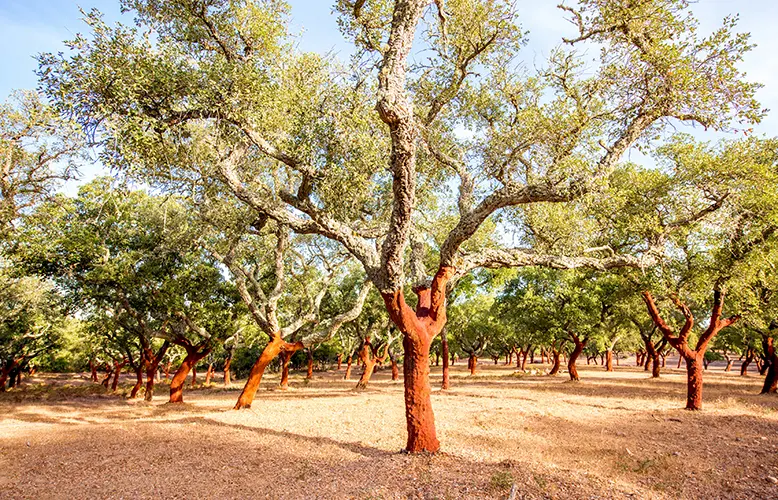 cork-oak-trees-in-portugal-2022-02-02-20-34-59-utc-copy