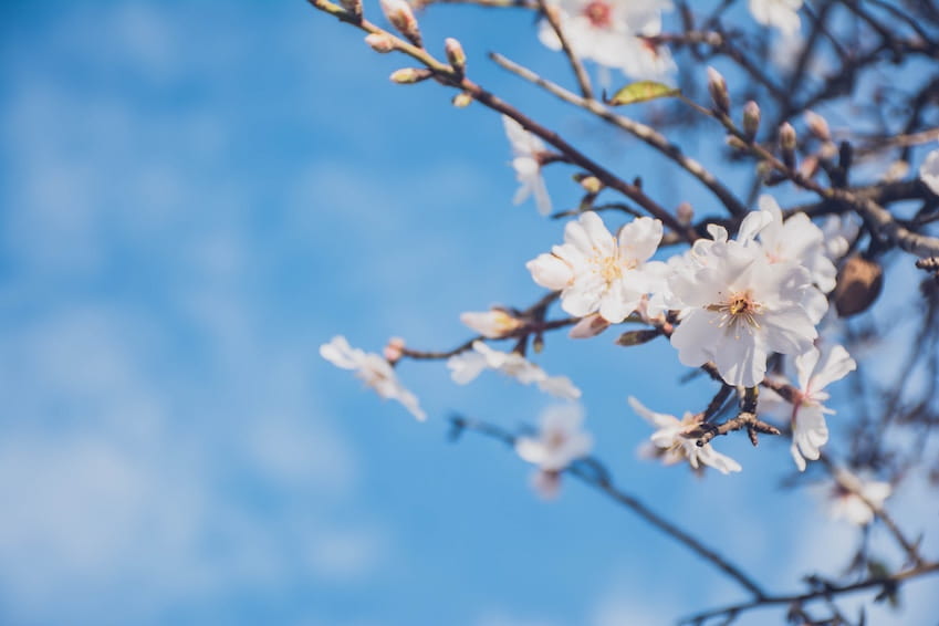 The Enchanting Almond Trees of the Algarve: A Tale of Love and Blossoms